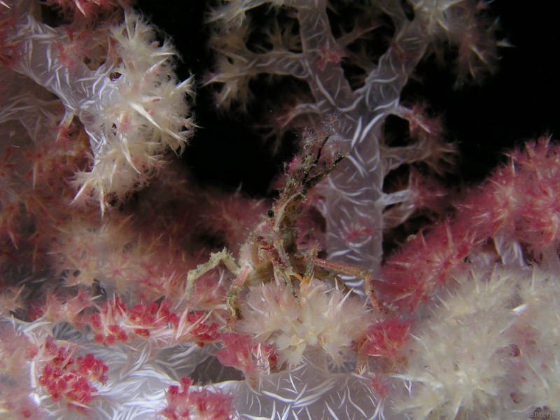 Softcoral crab